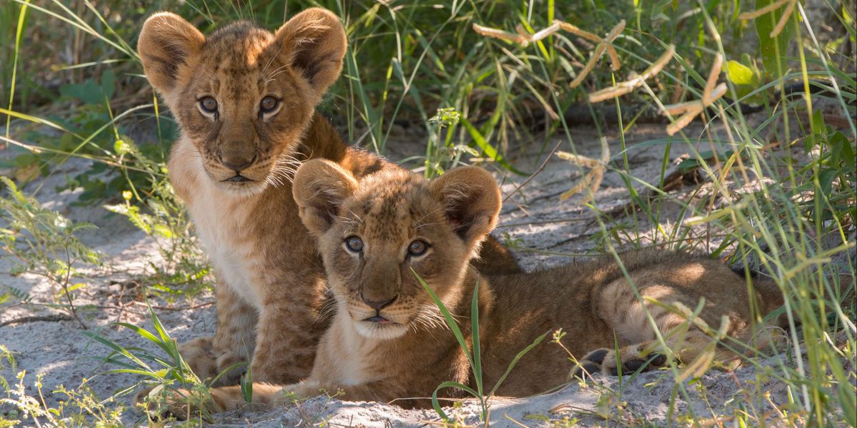 Lion cubs at Lebala Camp, Linyati Wetlands, Botswana