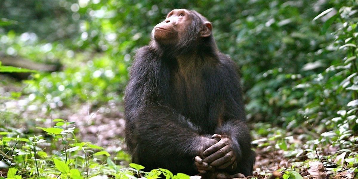 Ndali Lodge, Kibale Forest National Park, Uganda