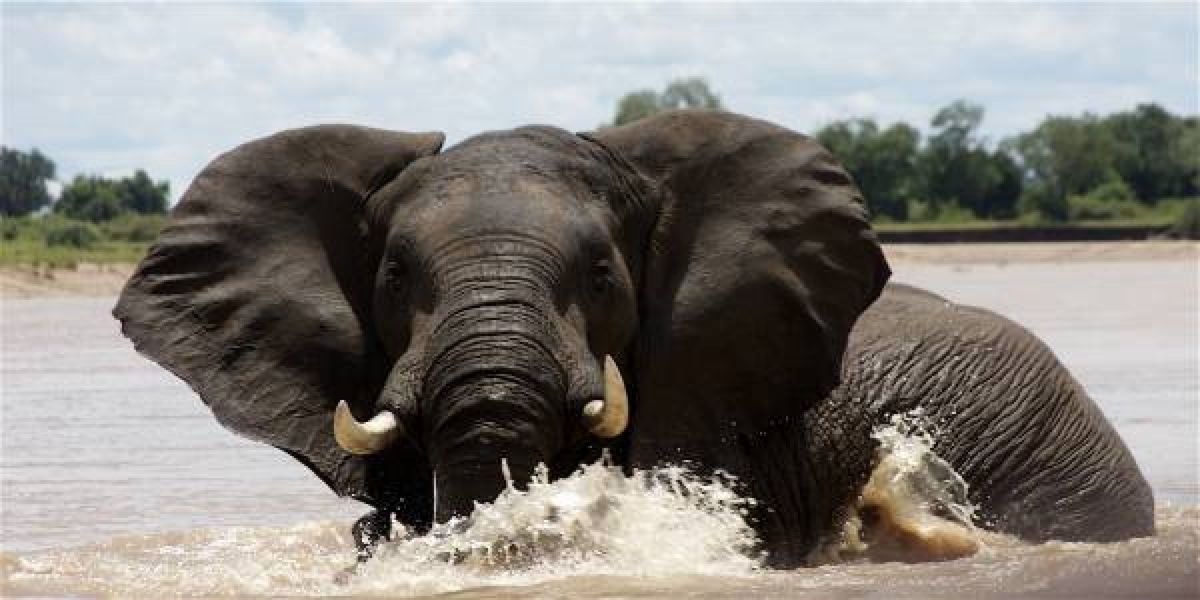 chongwe safaris lower zambezi