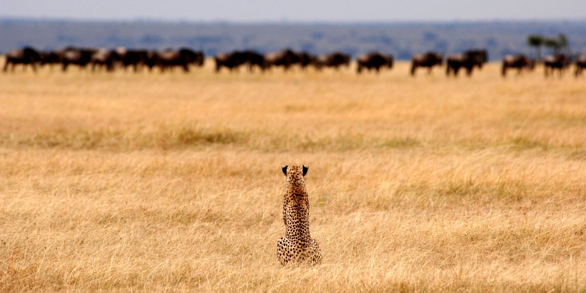 Cheetah on the plains