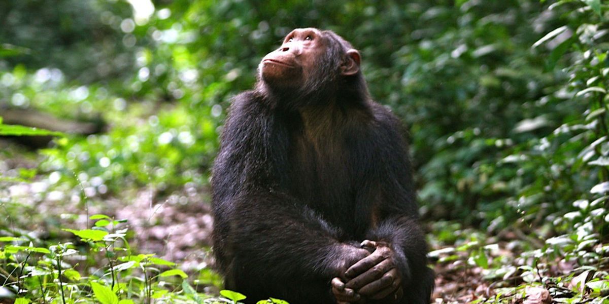 HibiHabituated chimpanzee trekking is a highlight at Kyambura Gorge Lodge