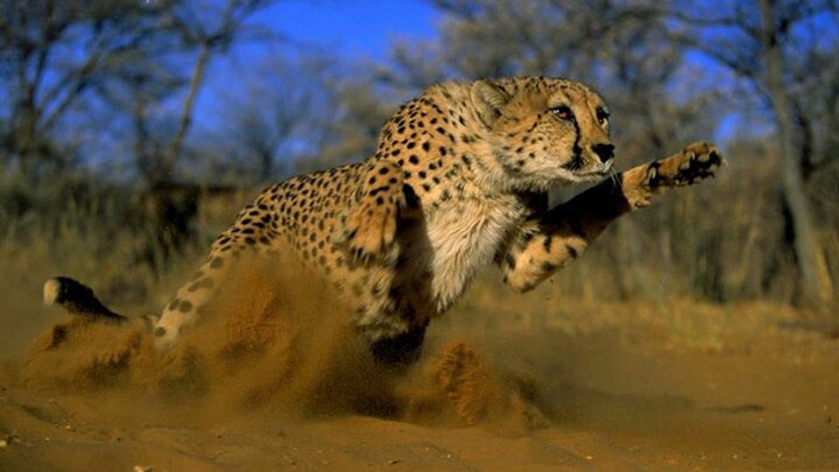 Cheetah - Mango African Safaris