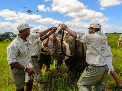 Botswana Rhino Relocation & Reintroduction Project