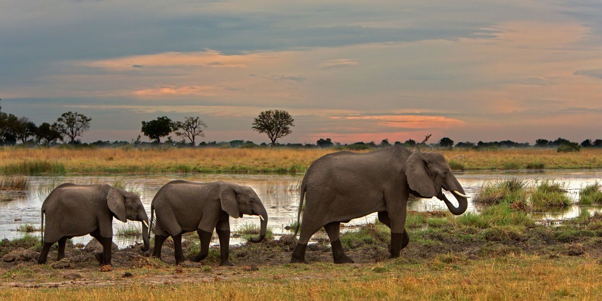 Lagoon Camp, Linyati Wetlands, Botswana