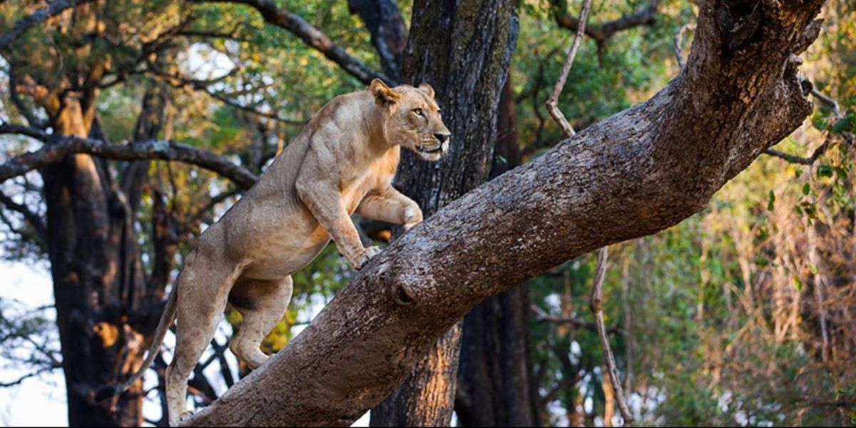 Mchenja Camp Lioness