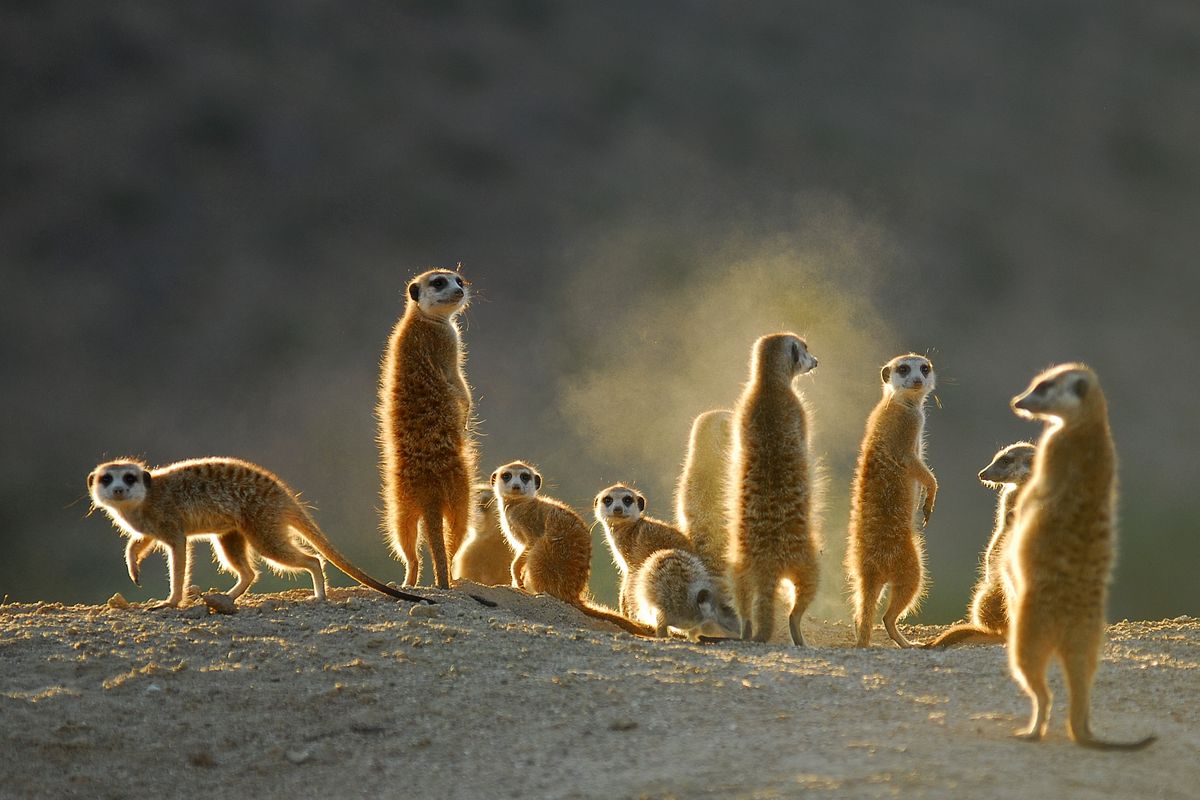 Tswalu Kalahari, Twsalu Kalahari, South Africa