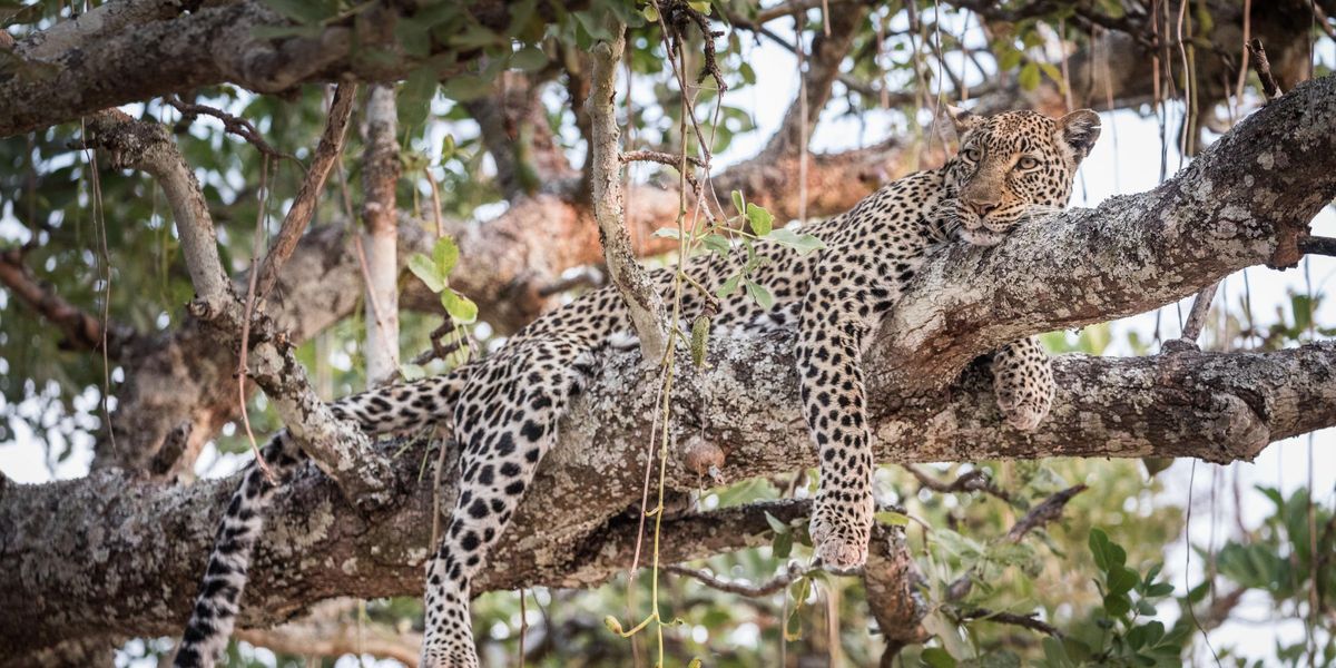 Chada Katavi, Katavi National Park, Tanzania