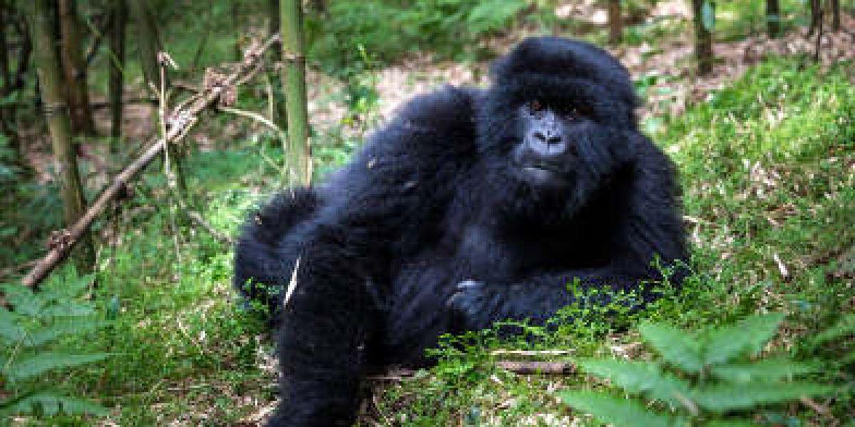 Gorilla Forest Camp, Bwindi Impenetrable Forest, Uganda