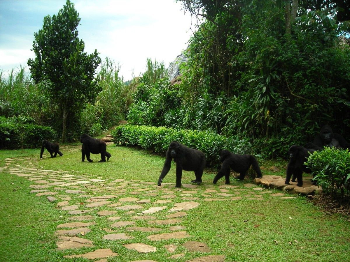 Gorillas at Volcanoes Bwindi Lodge, Bwindi Impenetrable Forest, Uganda