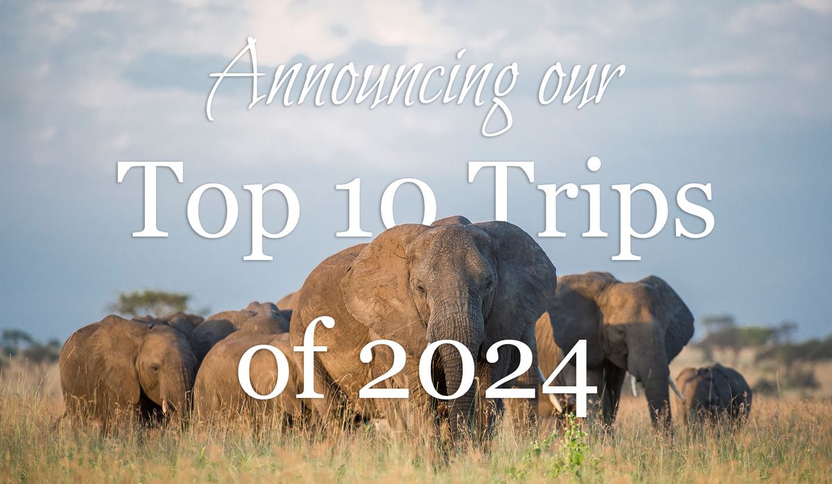african safaris 2024