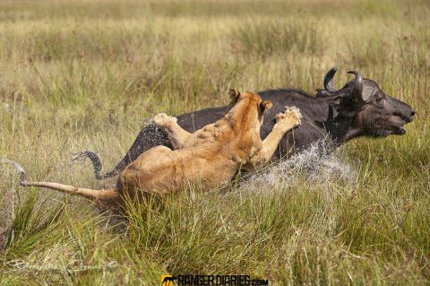 The Super Lions Botswana Mango African Safaris