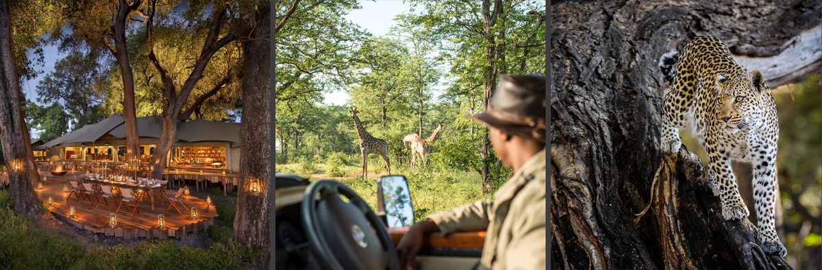 Universal Charging and Data Transmission line A Giraffe Head During A Safari Trip South Africa 