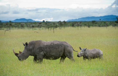 Image courtesy of Ol Pejeta Conservancy